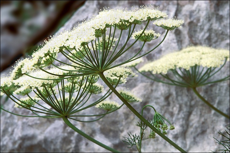 Image of Athamanta turbith (L.) Brot.