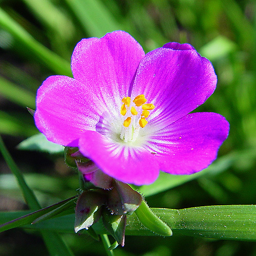 Plancia ëd Calandrinia ciliata (Ruiz & Pavon) DC.