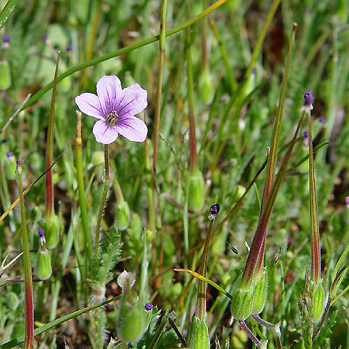 Imagem de Erodium botrys (Cav.) Bertol.