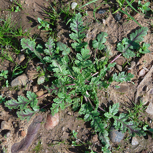 Imagem de Erodium botrys (Cav.) Bertol.