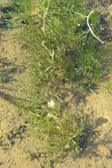 Image of <i>Ranunculus aquatilis</i> var. <i>diffusus</i>