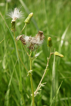 Image of groundsel