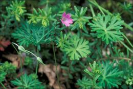 Plancia ëd Geranium columbinum L.