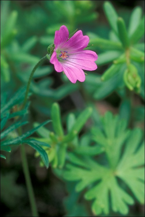 Plancia ëd Geranium columbinum L.