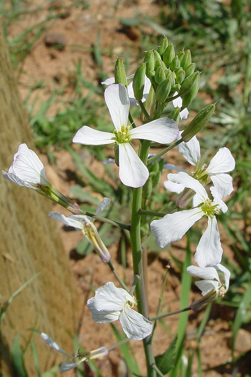 Image of wild radish