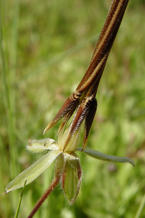 Imagem de Erodium botrys (Cav.) Bertol.