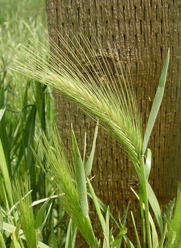 Image of hare barley