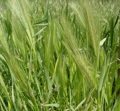 Image of hare barley