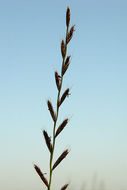 Image of <i>Festuca perennis</i>