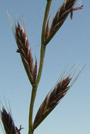 Image of <i>Festuca perennis</i>