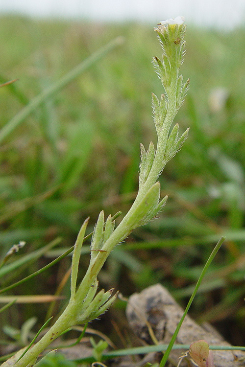 Image of finebranched popcornflower