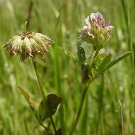 Слика од Trifolium ciliolatum Benth.