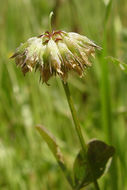 Image of Foothill Clover