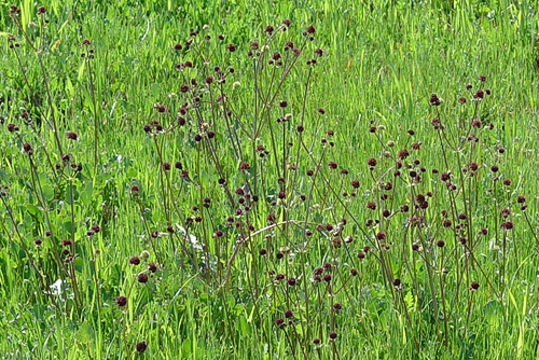 Imagem de Sanicula bipinnatifida Dougl.