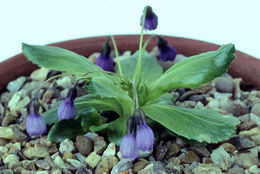 Image of Primula amethystina Franch.