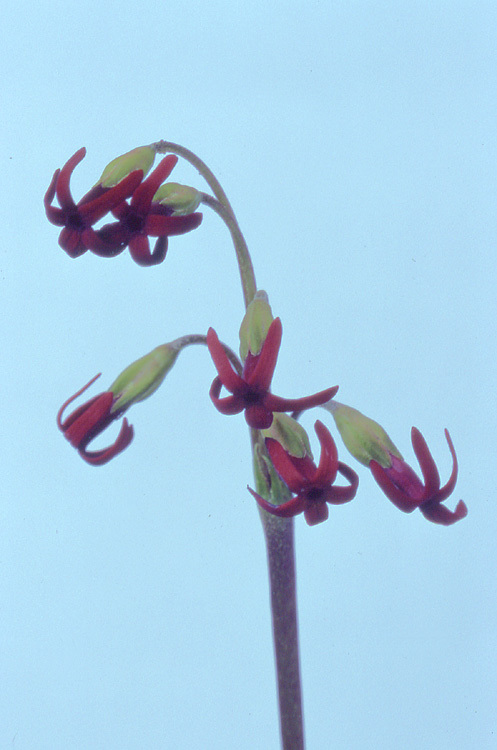 Image of Primula maximowiczii Regel