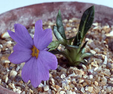 Image of Primula pulchra Watt