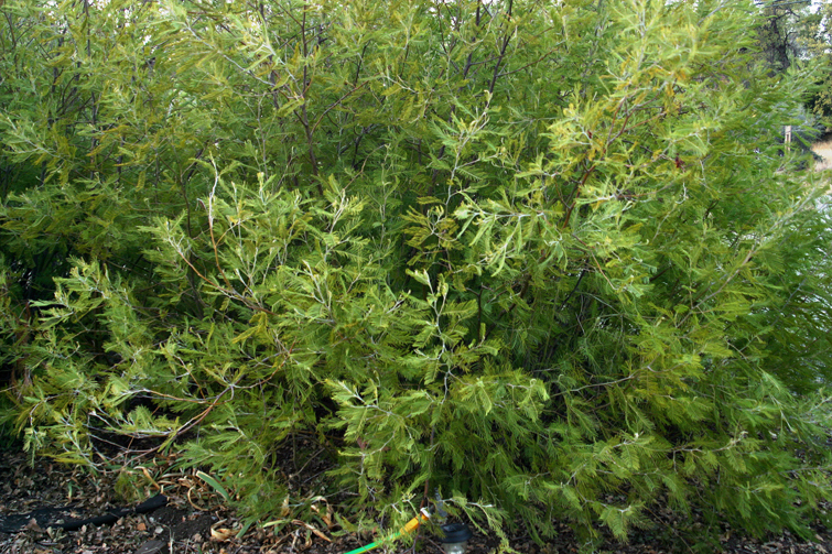 Image of Silver Wattle