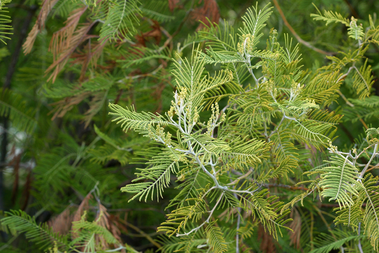 Image of Silver Wattle