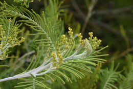 Image of Silver Wattle