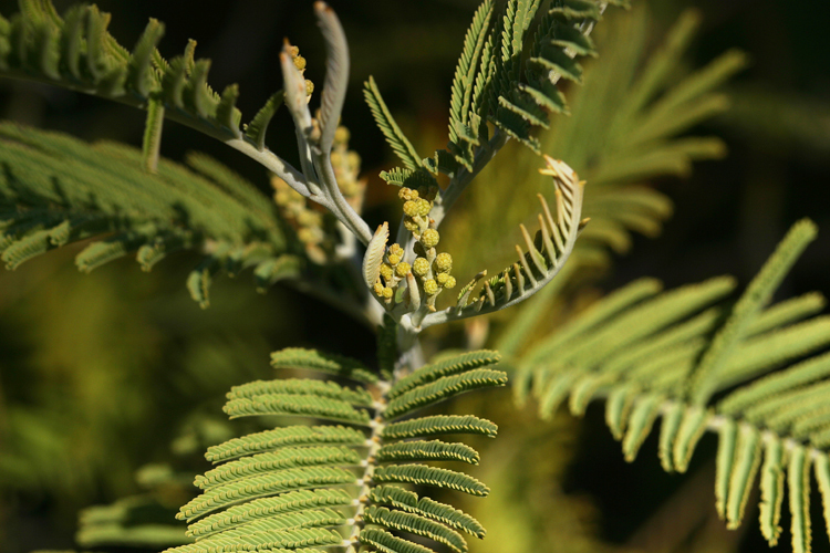 Image of Silver Wattle