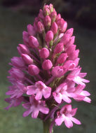 صورة Anacamptis pyramidalis (L.) Rich.