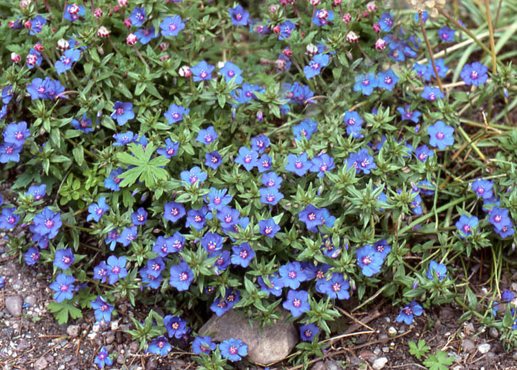 Image of <i>Anagallis monelli</i>