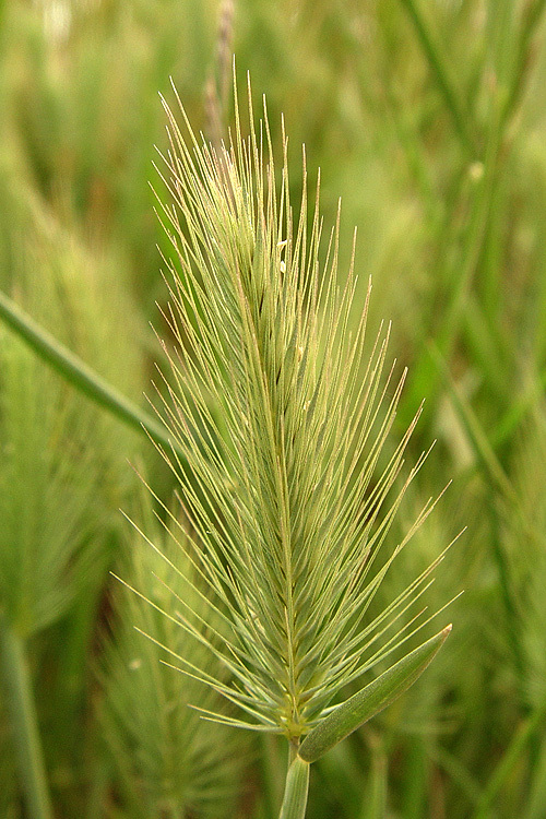 Plancia ëd Hordeum marinum subsp. gussoneanum (Parl.) Thell.