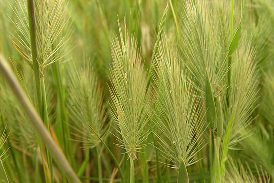 Image of Mediterranean barley