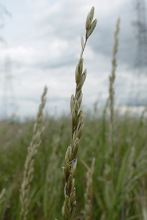 Image of California melicgrass