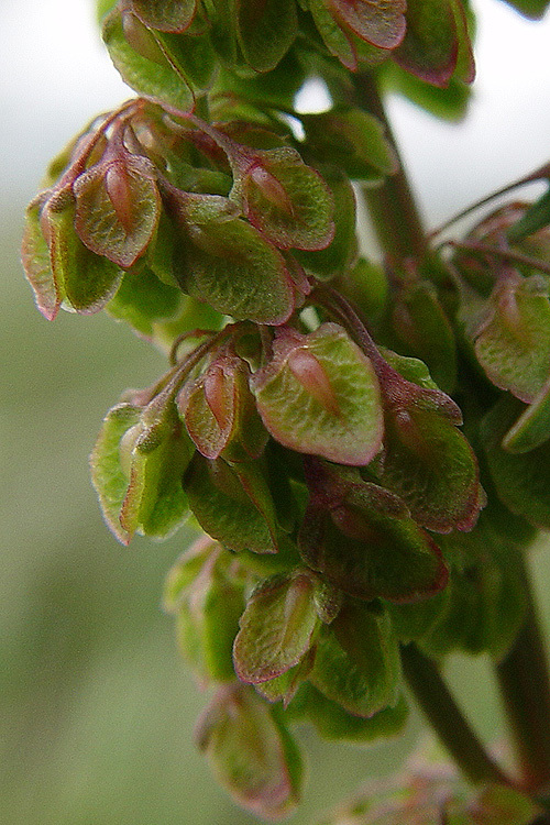 Image de Oseille crépue