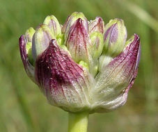 Sivun Dichelostemma multiflorum (Benth.) A. Heller kuva