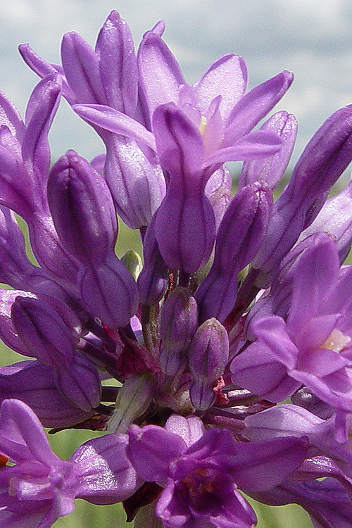 Sivun Dichelostemma multiflorum (Benth.) A. Heller kuva