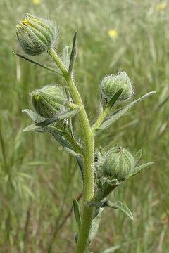 Слика од Madia elegans D. Don