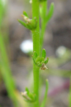 Слика од Plagiobothrys stipitatus var. micranthus (Piper) I. M. Johnst.