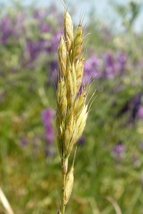 Imagem de Bromus ferronii Mabille