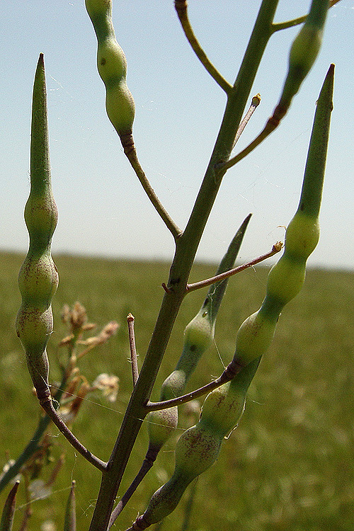 Imagem de Raphanus raphanistrum L.