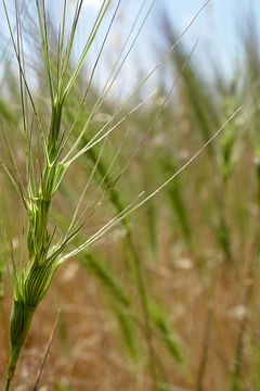 Imagem de Aegilops triuncialis L.