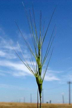 Image de Aegilops triuncialis L.