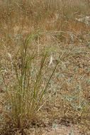 Imagem de <i>Agrostis avenacea</i>