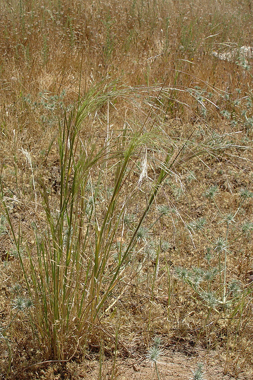 Image of <i>Agrostis avenacea</i>