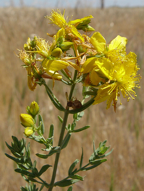 Image of St John's wort