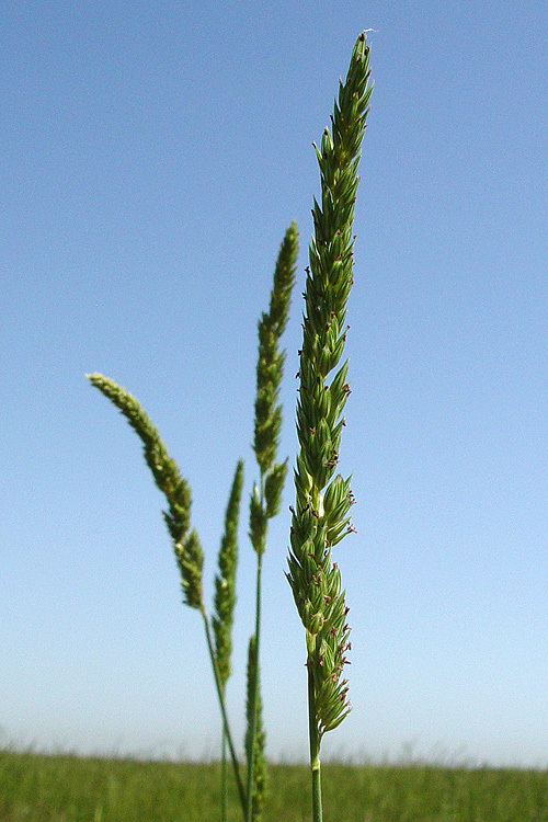 Image of Lemmon's canarygrass