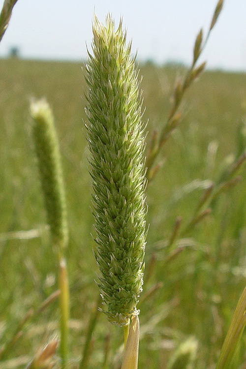 Image of hood canarygrass