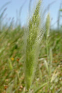 Image of Annual Beard-grass