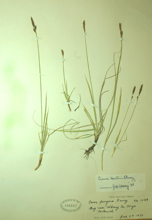 Image of Deer Sedge