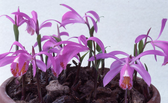 Plancia ëd <i>Pleione speciosa</i>