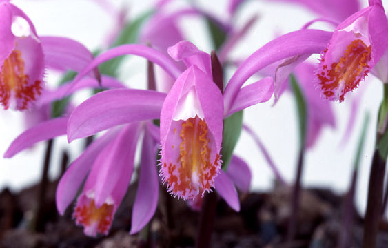 Plancia ëd <i>Pleione speciosa</i>