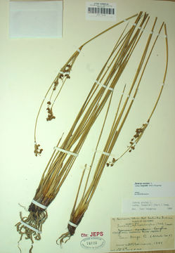 Image of <i>Juncus acutus</i> ssp. <i>leopoldii</i>