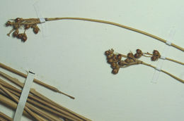 Слика од <i>Juncus acutus</i> ssp. <i>leopoldii</i>